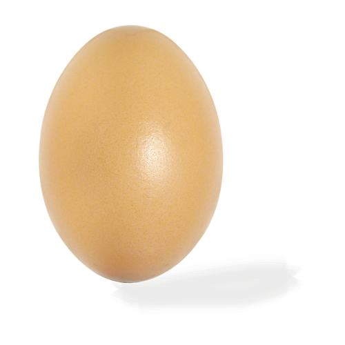 uovo